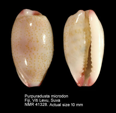 Purpuradusta microdon.jpg - Purpuradusta microdon(J.E.Gray,1828)
